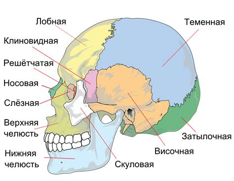 черепя|Череп человека — Википедия